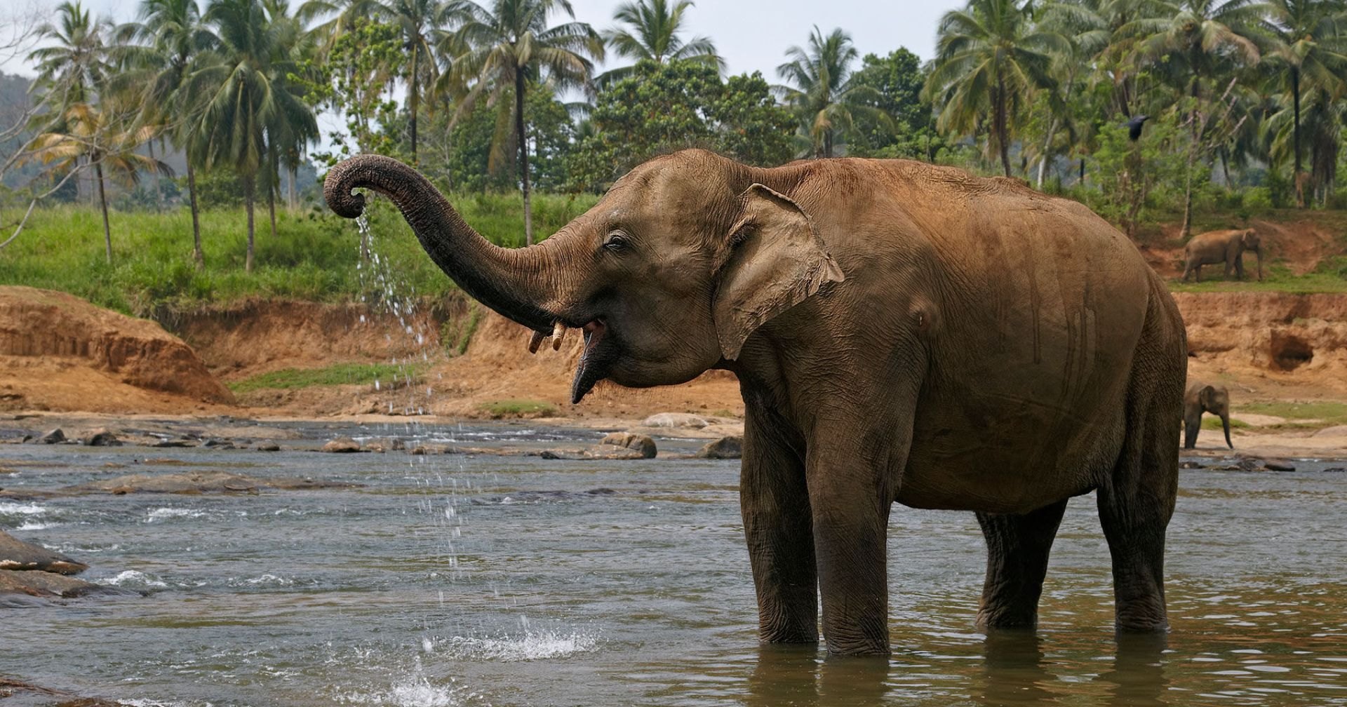 Пять тайских слонов погибли при попытке спасти тонущего слоненка Пять тайских слонов погибли при попытке спасти тонущего слоненка