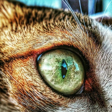 Король макросъемки. Примеры фото демонстрируют впечатляющие возможности камеры Google Pixel 4 в режиме макро