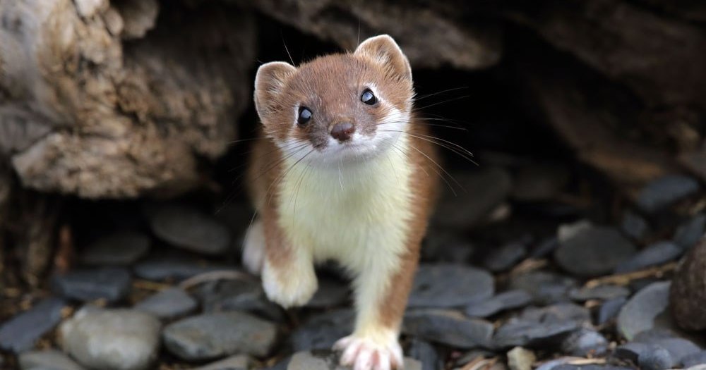 Как покормить горностая с руки Как покормить горностая с руки