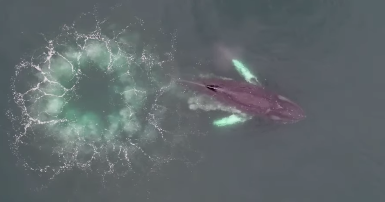 Как киты с помощью пузырей ловят добычу: видео