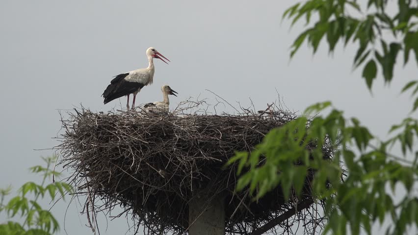 Генетика любви: межполовой конфликт как основа сотрудничества в парах моногамных птиц - 3 Генетика любви: межполовой конфликт как основа сотрудничества в парах моногамных птиц - 3