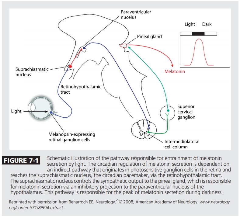 Как перепрограммировать режим сна: 30 дней каждое утро я светил ярким зеленым светом себе в глаза - 11 image