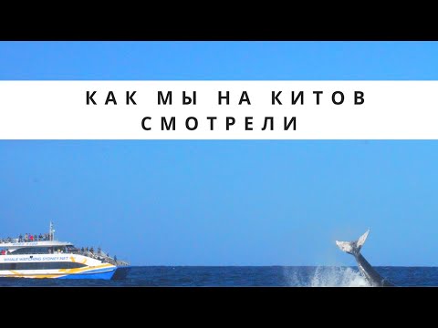 IT Релокация. Из Бангкока в Сидней - 12 Whale