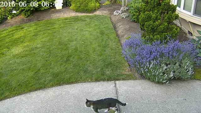Гоним кота: как заставить котов не справлять нужду на лужайке у дома? - 3