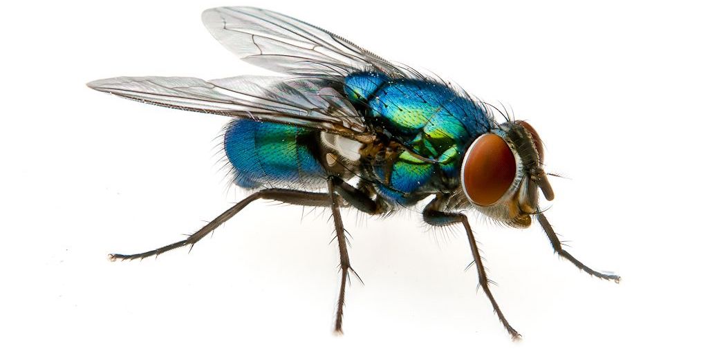 Назойливые асы: кинематика «инвертированного» приземления у синих мух - 2