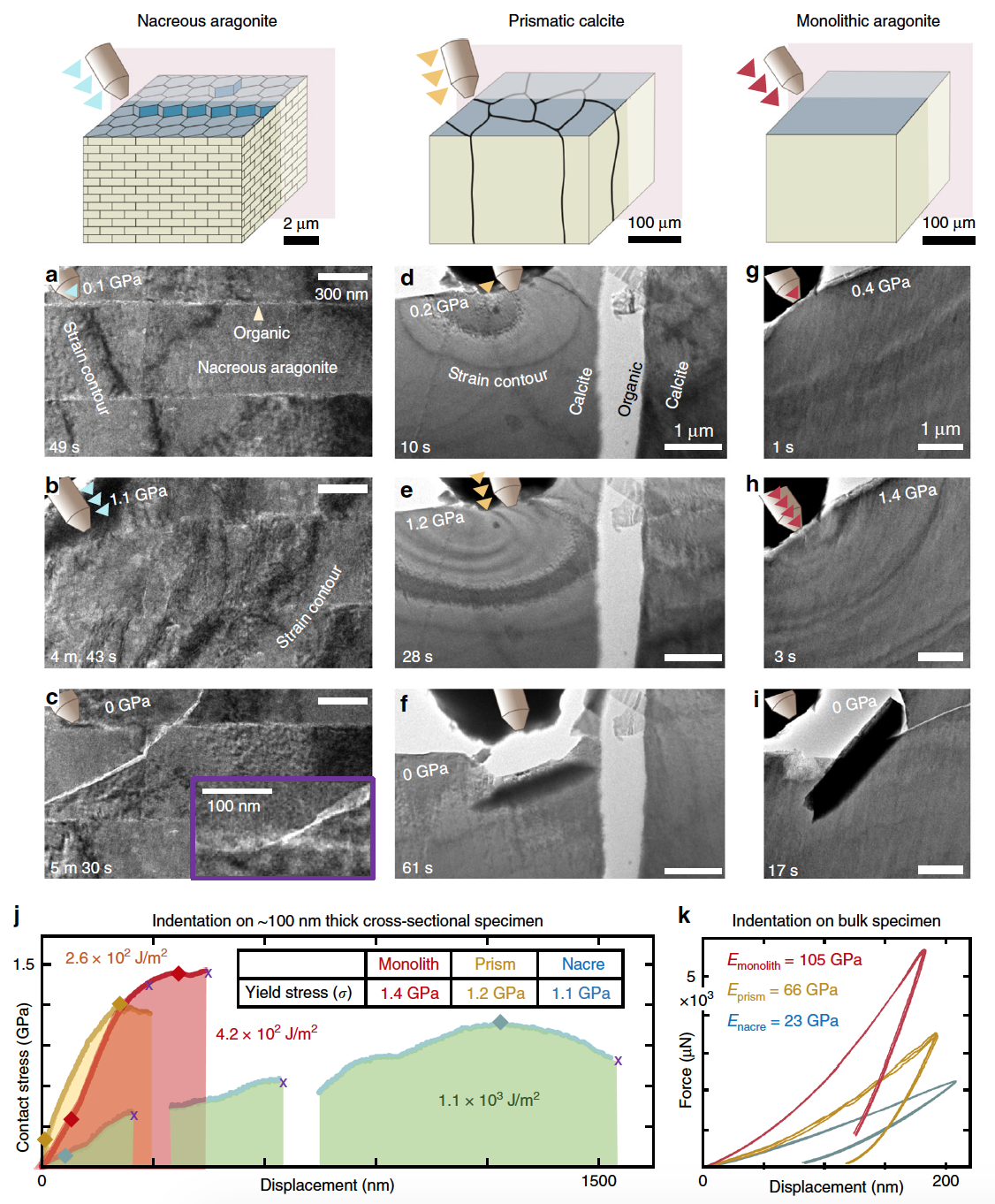 Проверка на прочность: наномеханика перламутра раковин благородной пинны - 10 Проверка на прочность: наномеханика перламутра раковин благородной пинны - 10