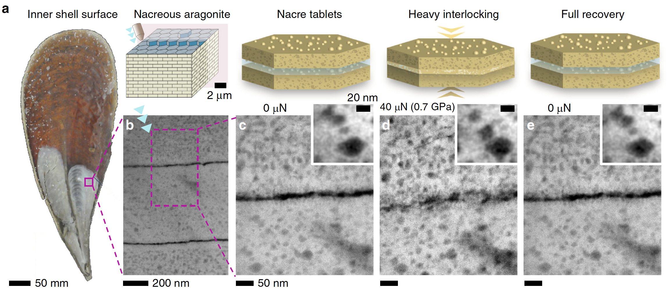 Проверка на прочность: наномеханика перламутра раковин благородной пинны - 7 Проверка на прочность: наномеханика перламутра раковин благородной пинны - 7