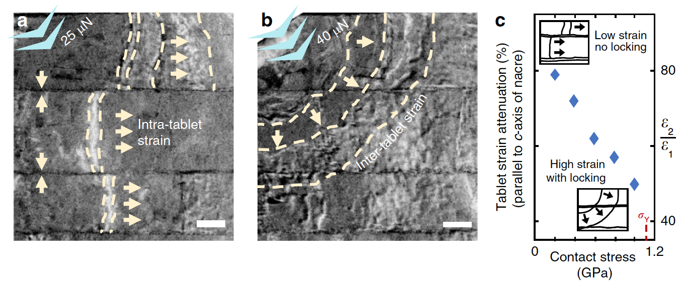 Проверка на прочность: наномеханика перламутра раковин благородной пинны - 8 Проверка на прочность: наномеханика перламутра раковин благородной пинны - 8