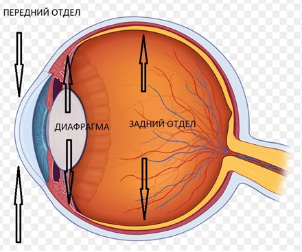 Витрэктомия – бороздим просторы мира, ограниченного полостью глаза - 2 Отделы глазного яблока