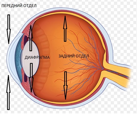 Отделы глазного яблока