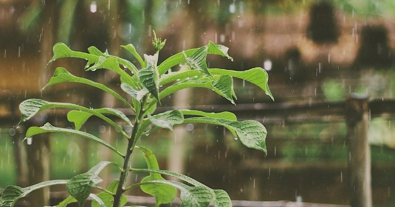 Растения испытывают стресс от контакта с водой: зеленая паника