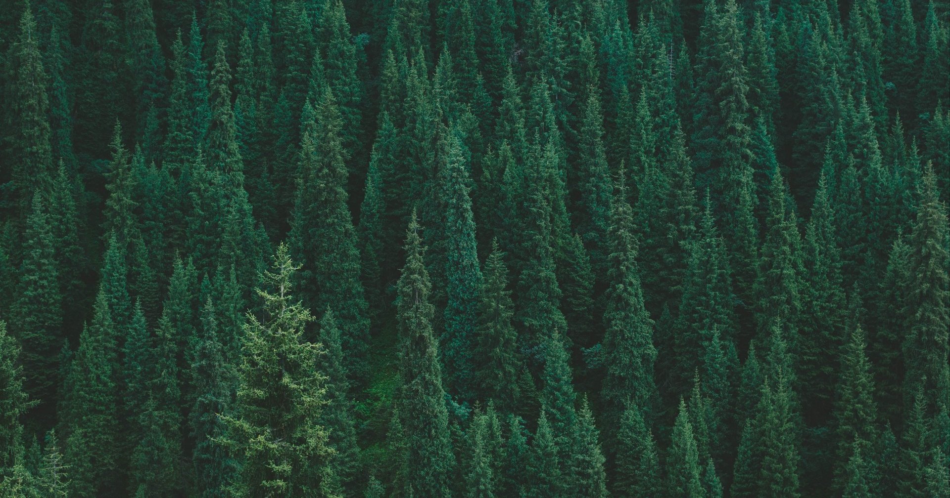 Смогут ли 20 миллионов деревьев спасти нашу планету: мнение ученых