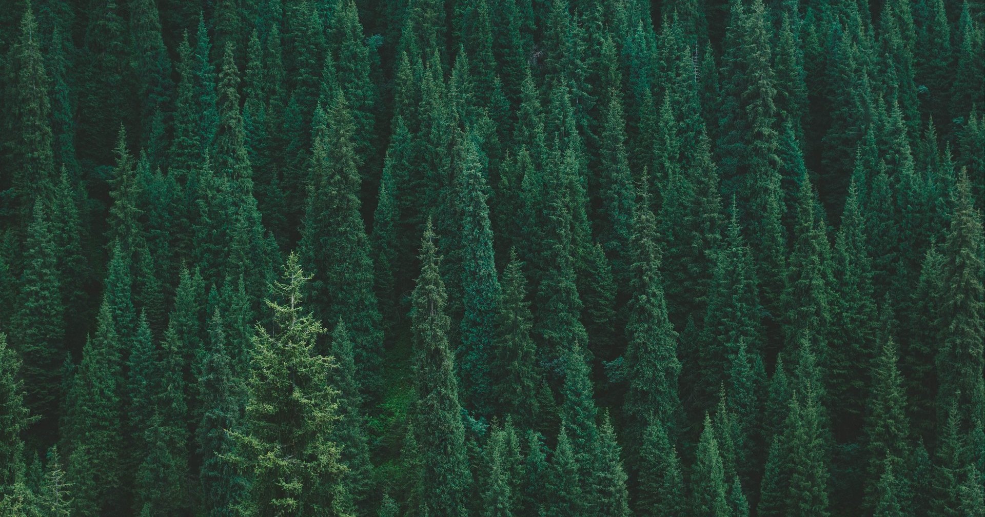 Смогут ли 20 миллионов деревьев спасти нашу планету: мнение ученых