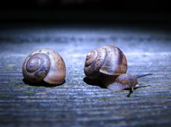 Хранение фотографий на DVD-дисках в 2K19-м (в 2190-м? в 2238-м?) - 32 Хранение фотографий на DVD-дисках в 2K19-м (в 2190-м? в 2238-м?) - 32