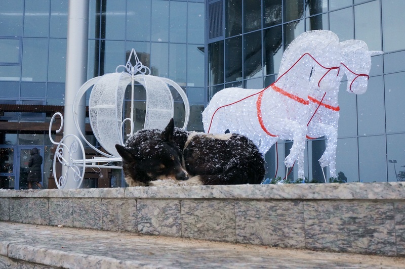 Хранение фотографий на DVD-дисках в 2K19-м (в 2190-м? в 2238-м?) - 35 Хранение фотографий на DVD-дисках в 2K19-м (в 2190-м? в 2238-м?) - 35
