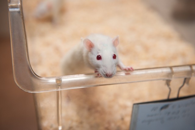 Учеными обнаружен новый фактор эффективной доставки лекарств в опухоли - 1 42104586132-af64639bd6-k