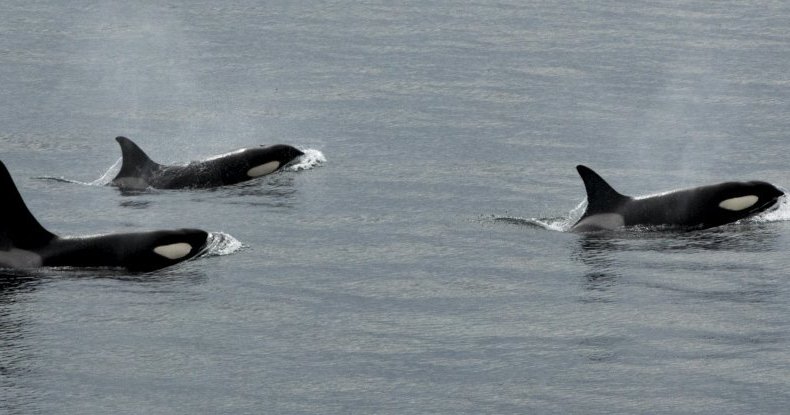 Как косатки охотятся на белых акул: поединок хищников Как косатки охотятся на белых акул: поединок хищников