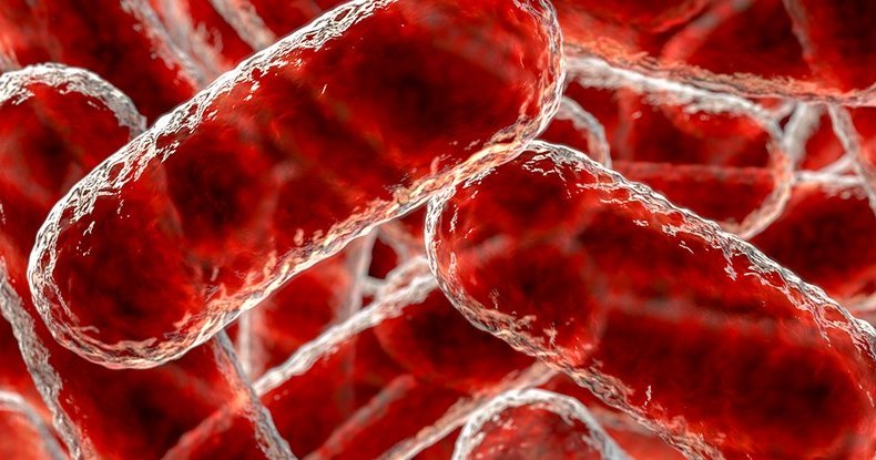 Плотоядные бактерии научились работать парами Плотоядные бактерии научились работать парами