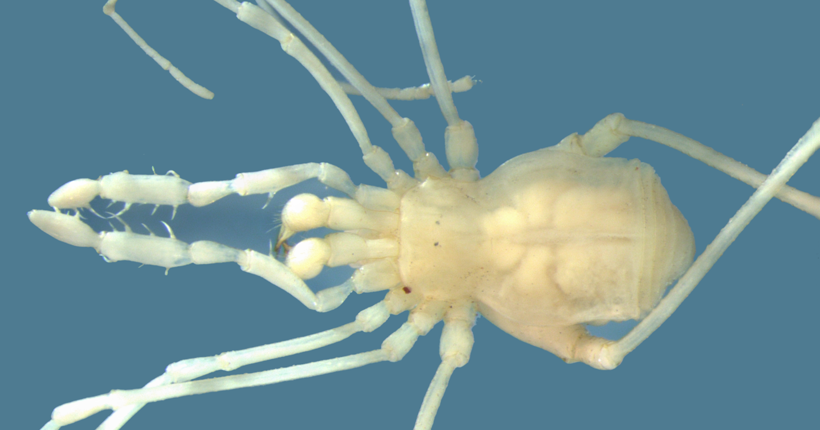 Вулканические пещеры скрывали редкий вид подземных монстров Вулканические пещеры скрывали редкий вид подземных монстров