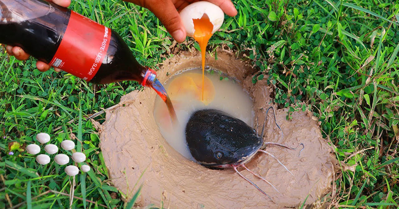 Как поймать сома на яйцо и шипучку: революция в рыбалке или фейк?