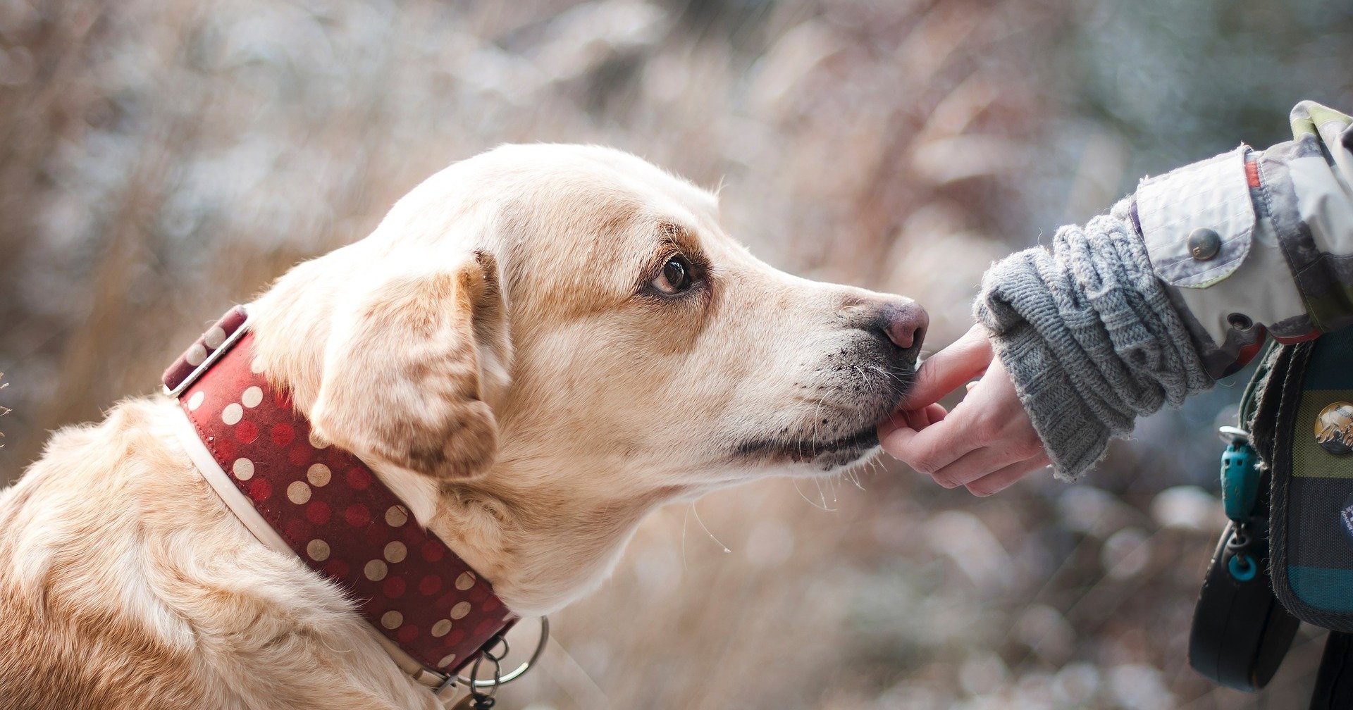 Как нас лечат домашние животные: 9 способов