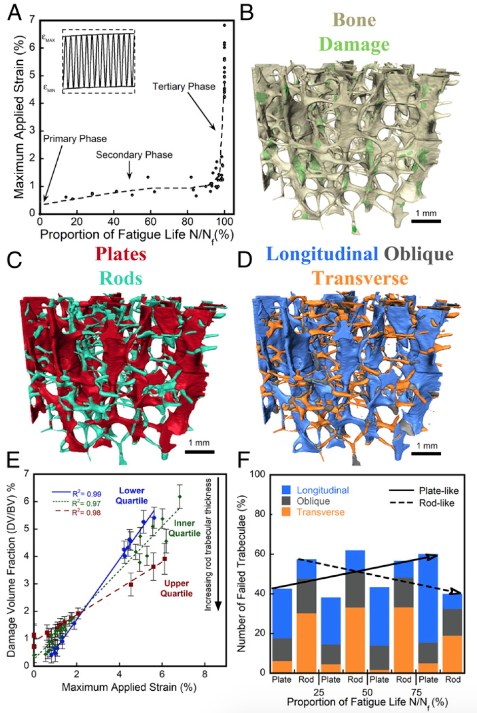 Микроархитектура костей как основа для сверхлегких и долговечных материалов - 3 Микроархитектура костей как основа для сверхлегких и долговечных материалов - 3