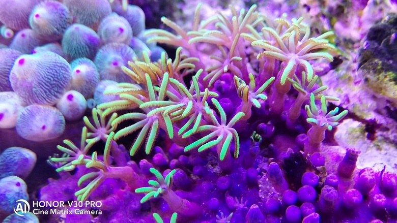 Honor продемонстрировал мощь камеры своего лучшего смартфона - 5 Honor продемонстрировал мощь камеры своего лучшего смартфона