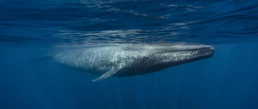 Маленький секрет большого сердца: первая в истории кардиограмма синего кита - 2