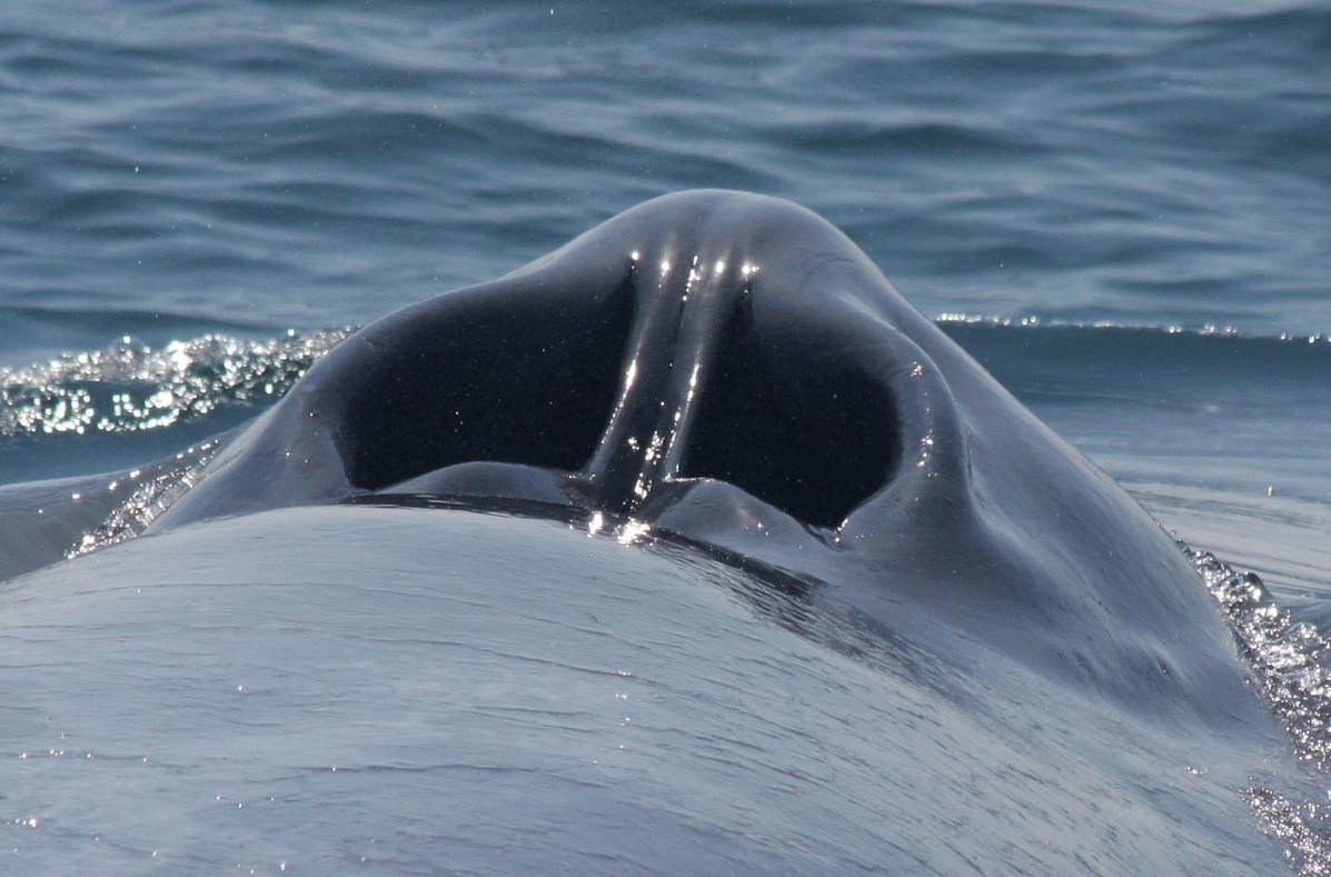 Маленький секрет большого сердца: первая в истории кардиограмма синего кита - 3