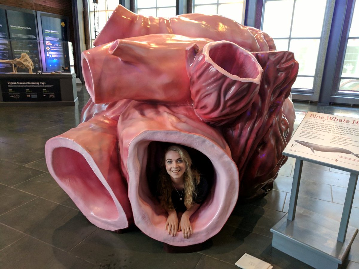 Маленький секрет большого сердца: первая в истории кардиограмма синего кита - 4 Маленький секрет большого сердца: первая в истории кардиограмма синего кита - 4