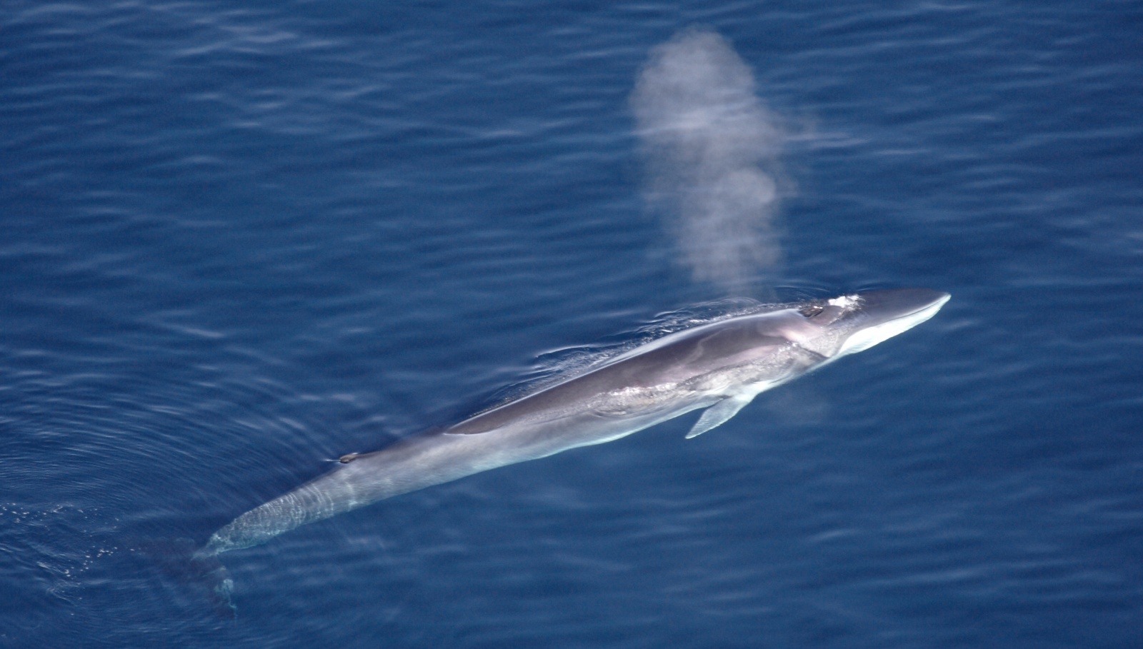 Маленький секрет большого сердца: первая в истории кардиограмма синего кита - 5