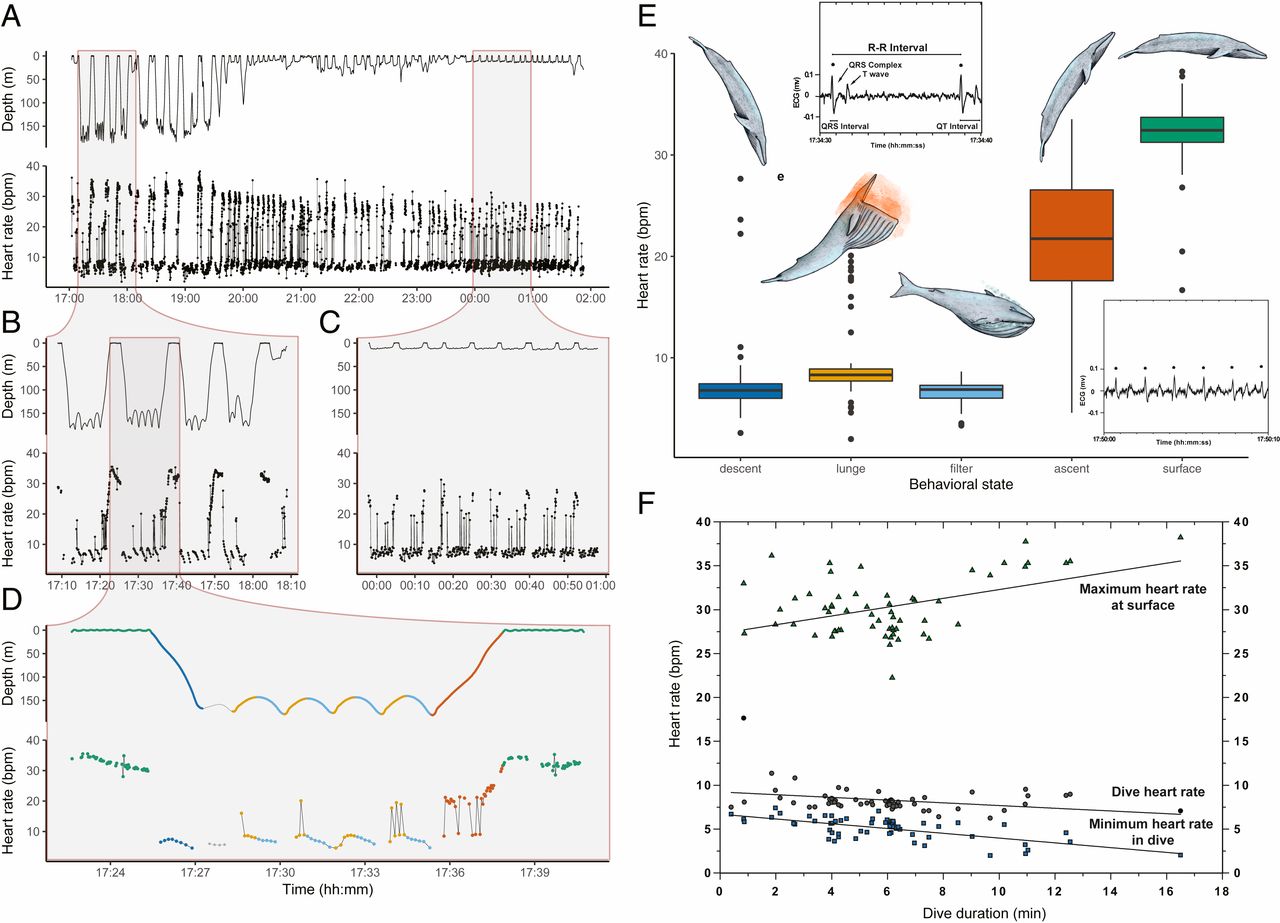 Маленький секрет большого сердца: первая в истории кардиограмма синего кита - 6 Маленький секрет большого сердца: первая в истории кардиограмма синего кита - 6