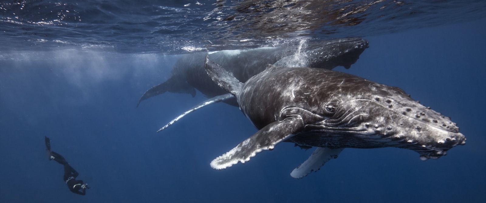 Маленький секрет большого сердца: первая в истории кардиограмма синего кита - 1