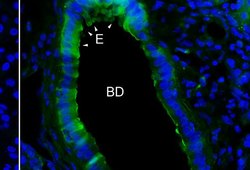 Возраст Млечного Пути определен по данным астросейсмологии