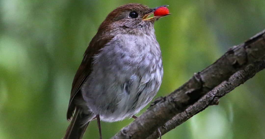 Певчие птицы уменьшились из-за глобального потепления Певчие птицы уменьшились из-за глобального потепления