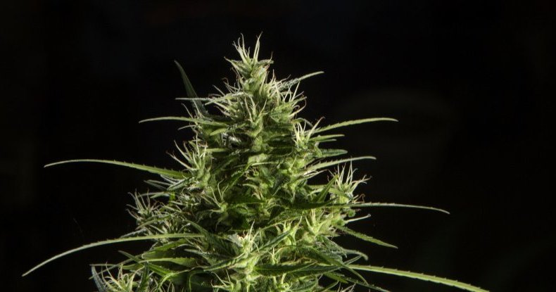 На МКС отправят инкубатор с каннабисом На МКС отправят инкубатор с каннабисом