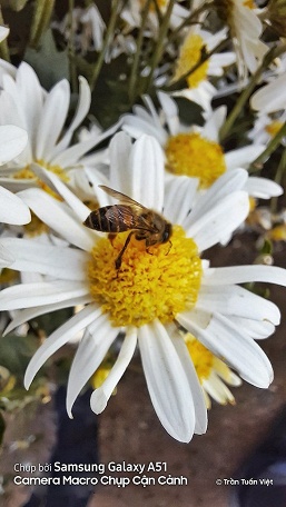 Samsung Galaxy A51 — когда макрокамера действительно не бесполезна - 4 Samsung Galaxy A51 — когда макрокамера действительно не бесполезна