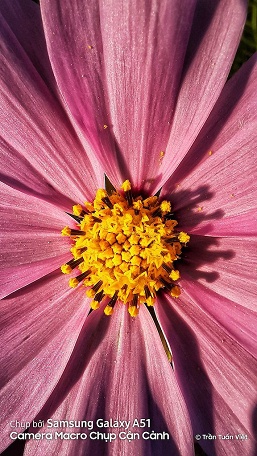 Samsung Galaxy A51 — когда макрокамера действительно не бесполезна - 5 Samsung Galaxy A51 — когда макрокамера действительно не бесполезна