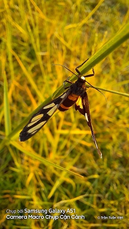 Samsung Galaxy A51 — когда макрокамера действительно не бесполезна - 6 Samsung Galaxy A51 — когда макрокамера действительно не бесполезна