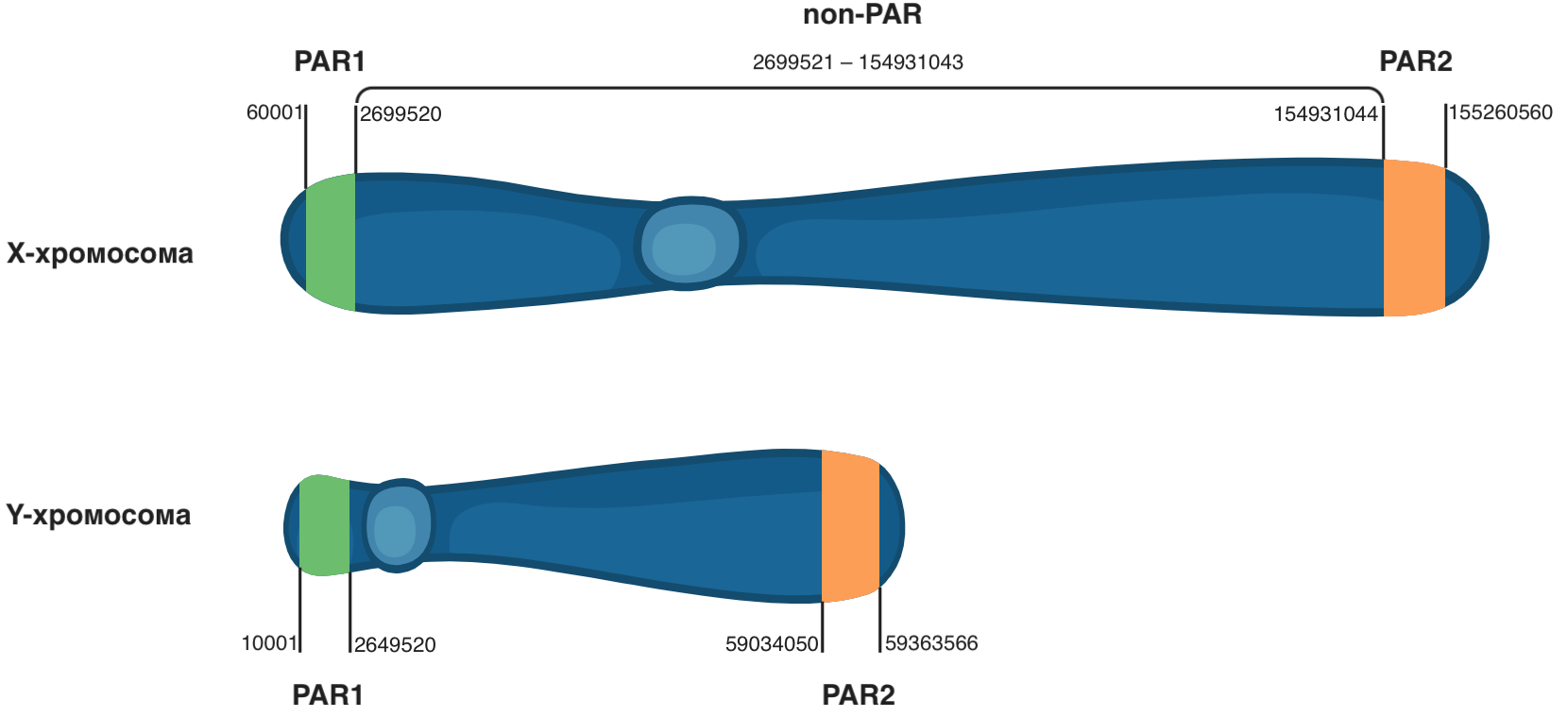 Псевдоаутосомные. Гликопротеиновые рецепторы тромбоцитов. Par first. Pars рецепторы. Псевдоаутосомные хромосомы.