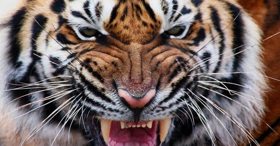 В Дублине снято нападение тигра на ребенка