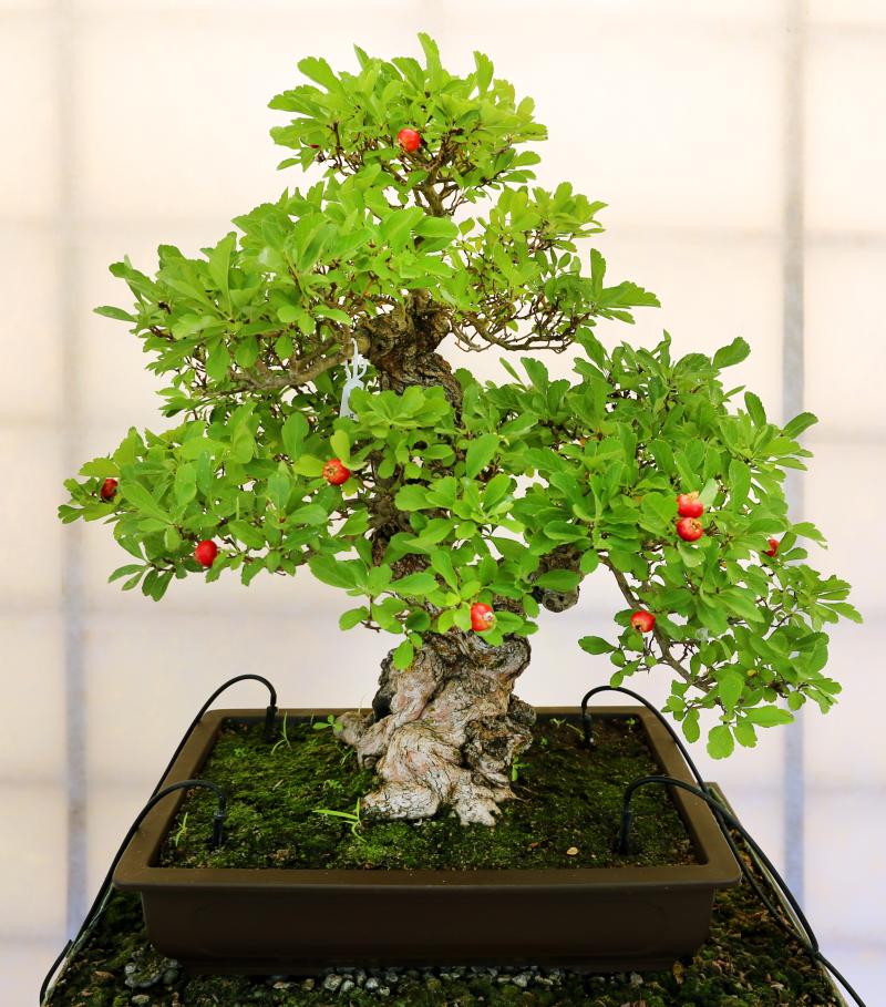 Фамильный вики-движок Bonsai: итоги 2019 года - 1