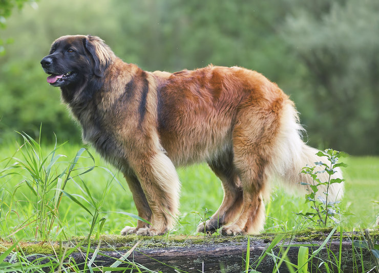 10 необычных пород собак, о которых вы ничего не слышали