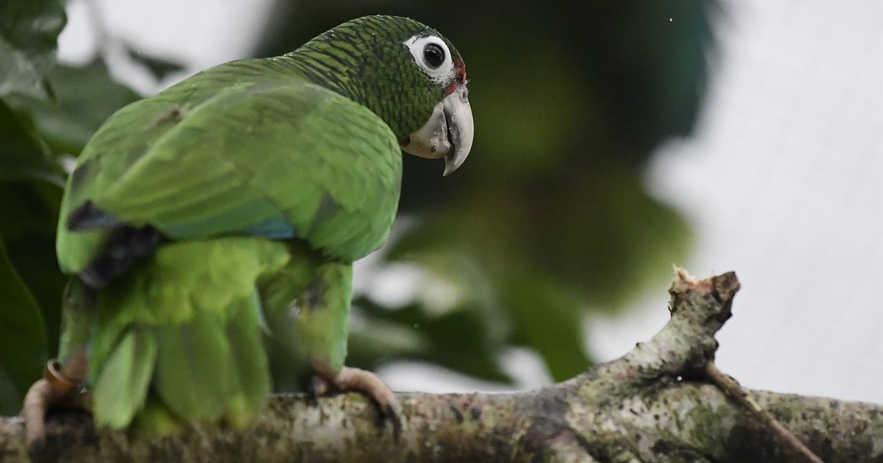 Девятисот пятидесяти шести попугаев. Пуэрториканский Амазон. Виды попугаи во Флориде. Endangered Birds.