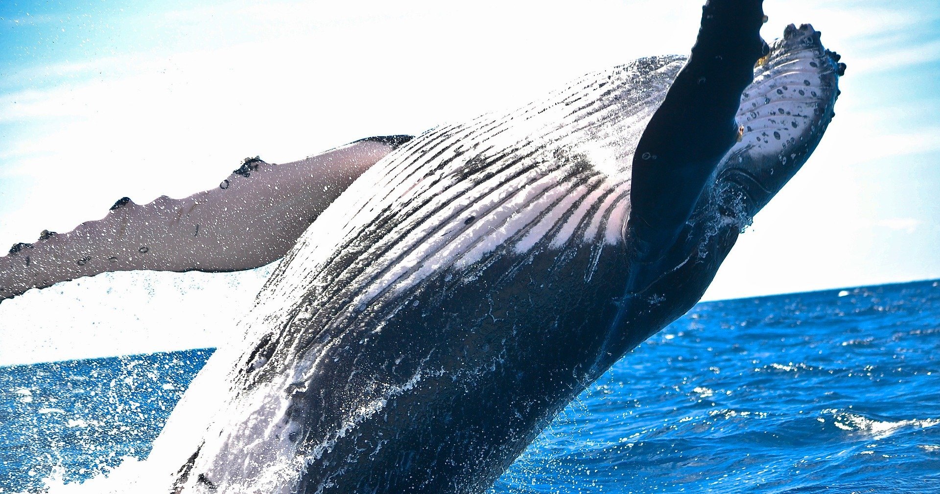 Как узнают вес китов