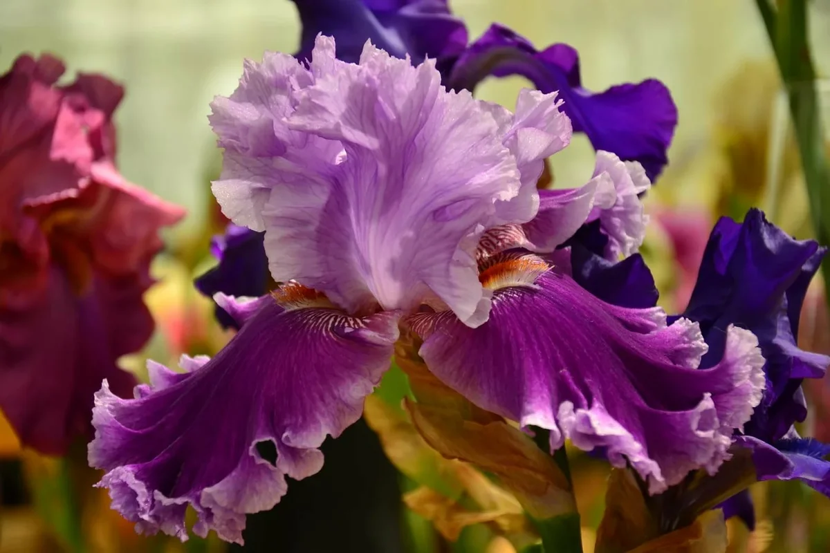 SVM. Объяснение с нуля, имплементация и подробный разбор - 3 image