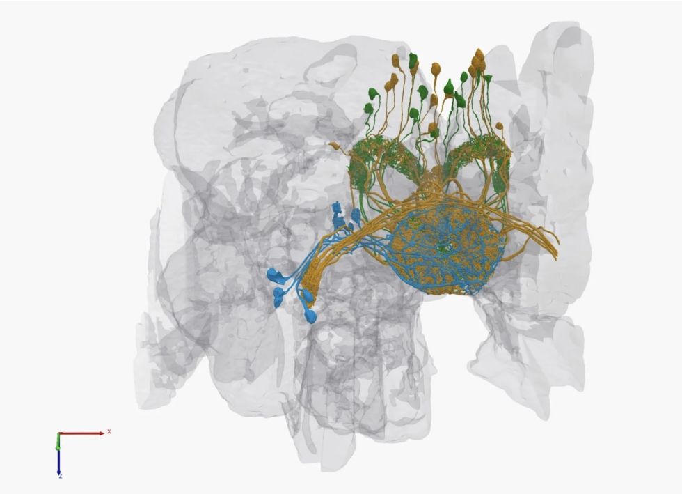На создание участка карты мозга дрозофилы ушло 12 лет, усилия 250 человек и $40 млн - 2