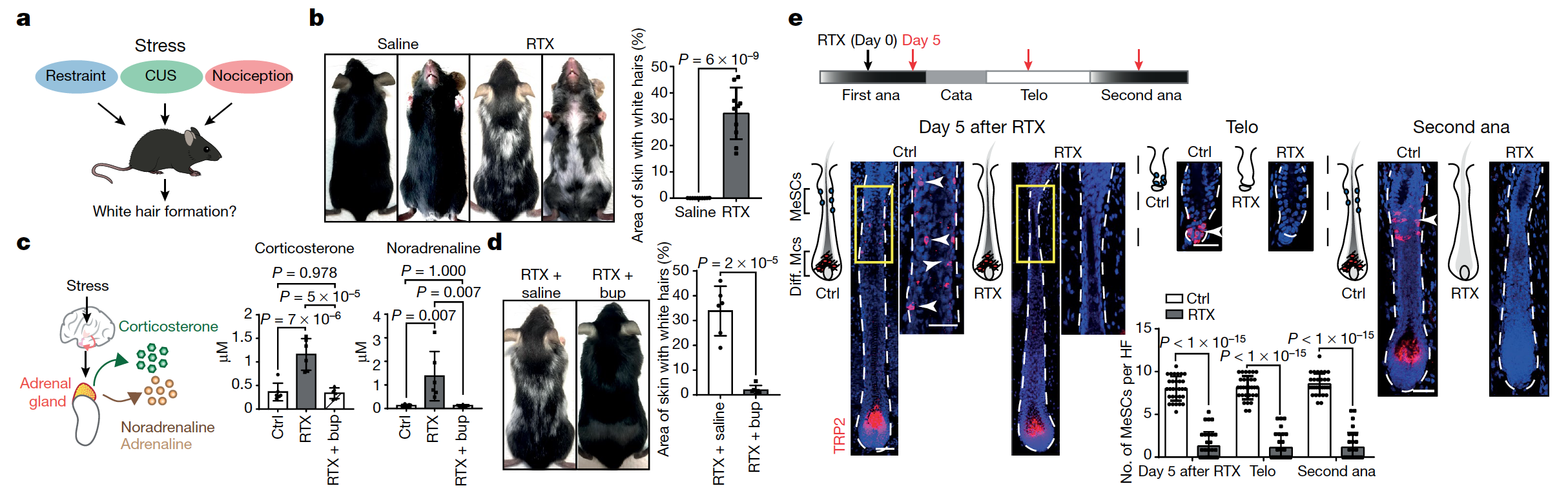 Атипичная седина: депигментация волос ввиду стресса - 2 Атипичная седина: депигментация волос ввиду стресса - 2