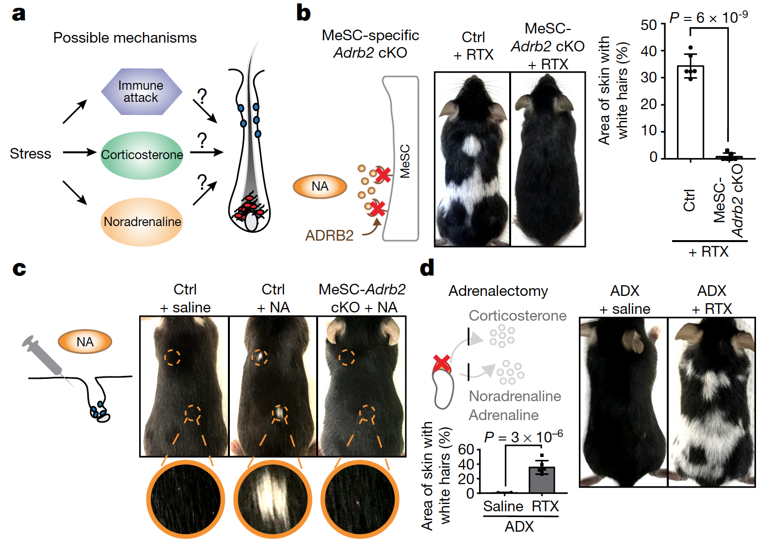 Атипичная седина: депигментация волос ввиду стресса - 3 Атипичная седина: депигментация волос ввиду стресса - 3