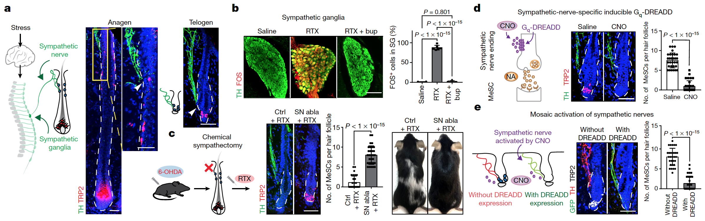 Атипичная седина: депигментация волос ввиду стресса - 4 Атипичная седина: депигментация волос ввиду стресса - 4